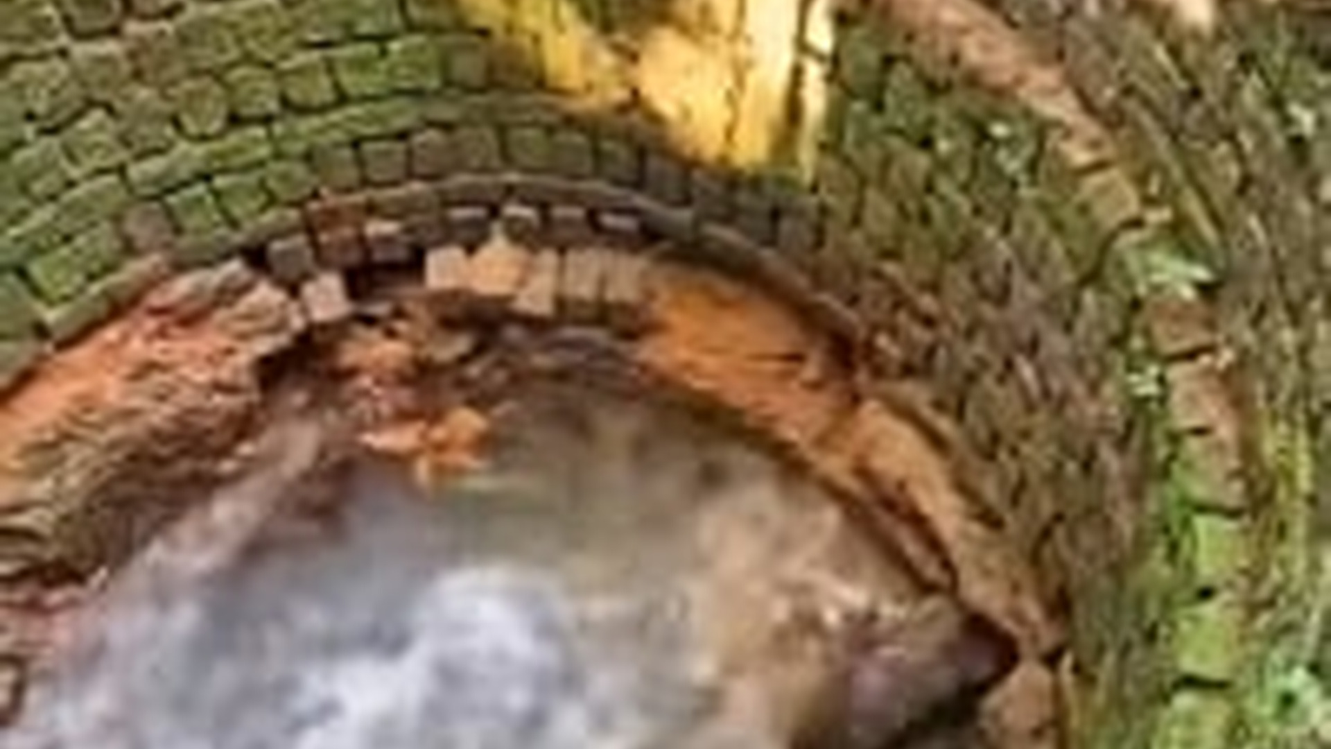 T1105012_Brave man saves wild fox well