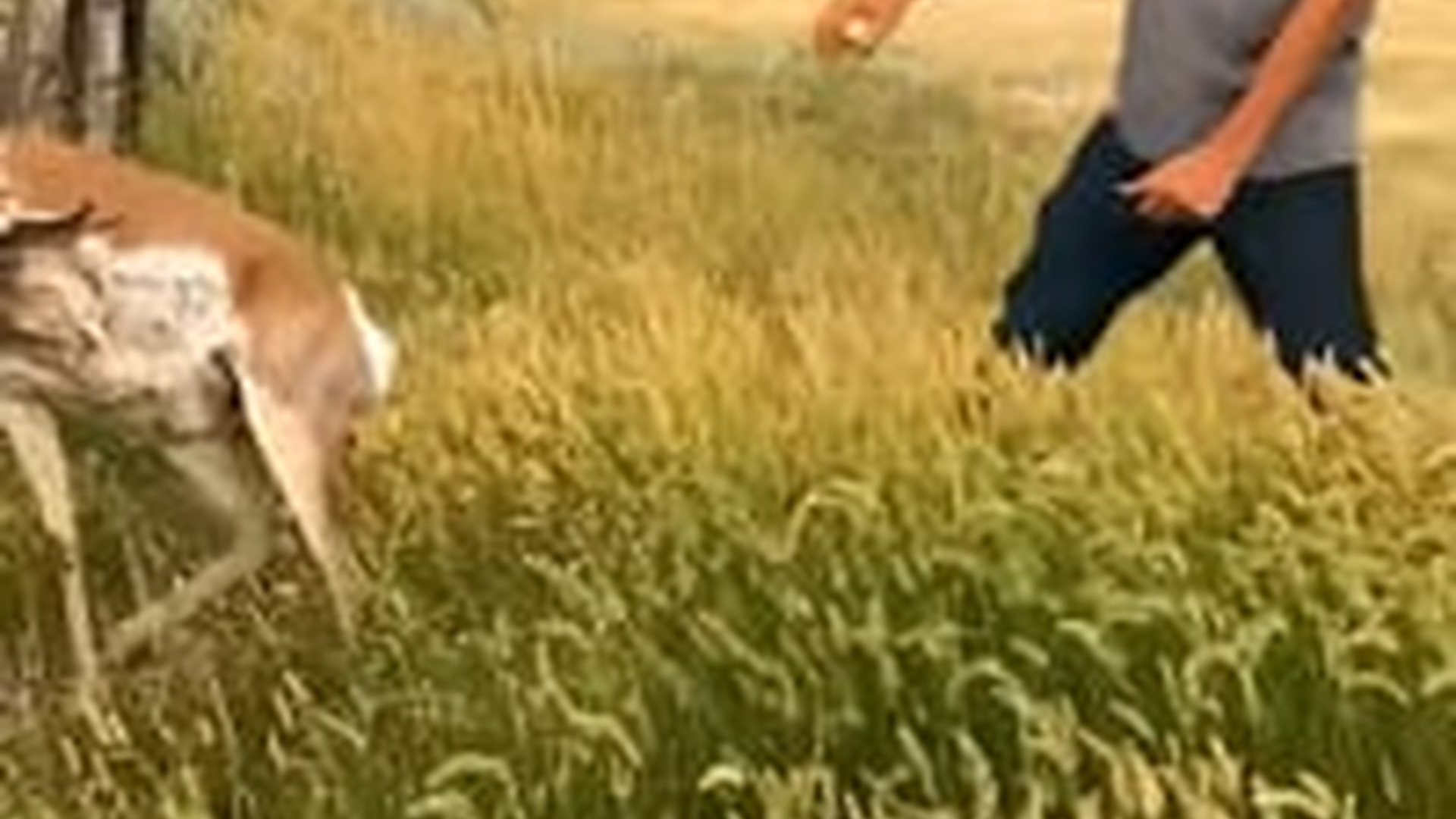 T1105016_Friends Join Forces to Rescue an Antelope Deadly Wire