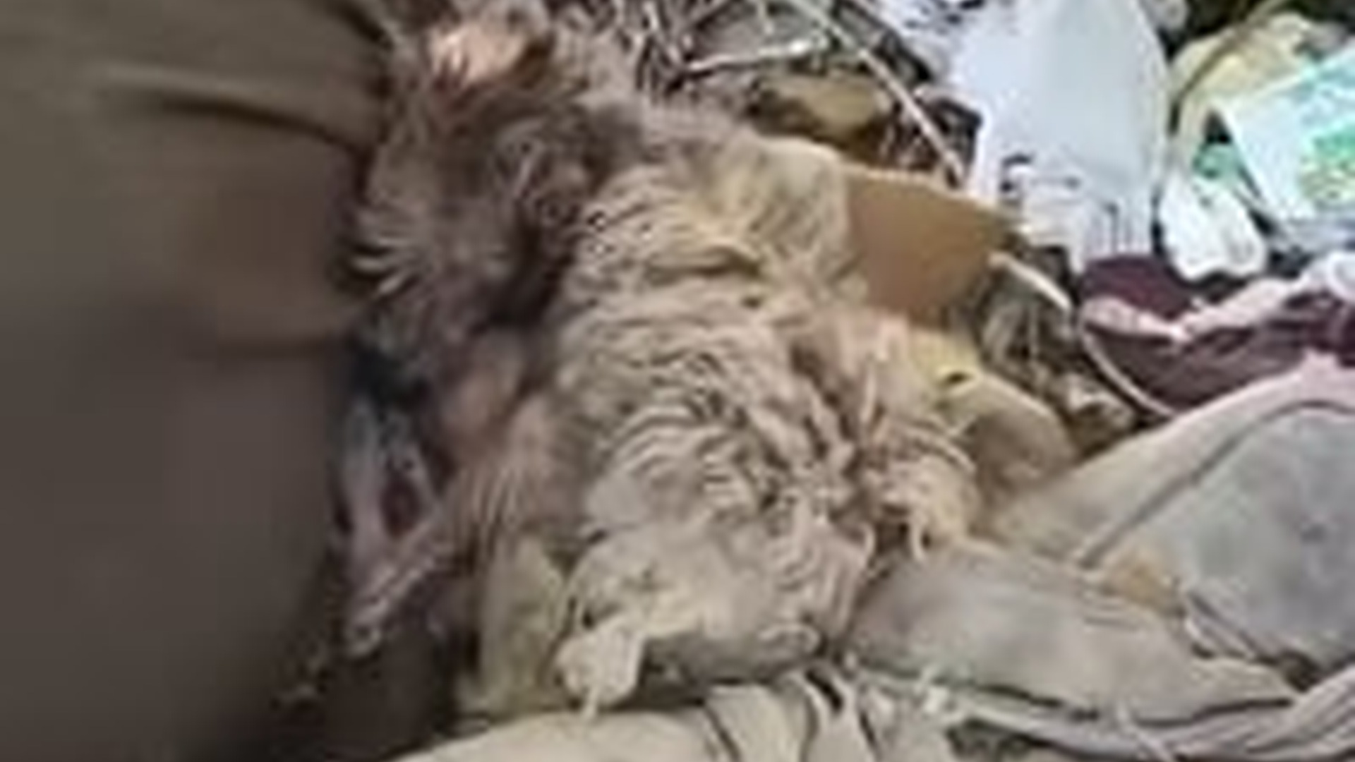 T1105018_He Was Found in Pile of Garbage Barely Moving But Everything