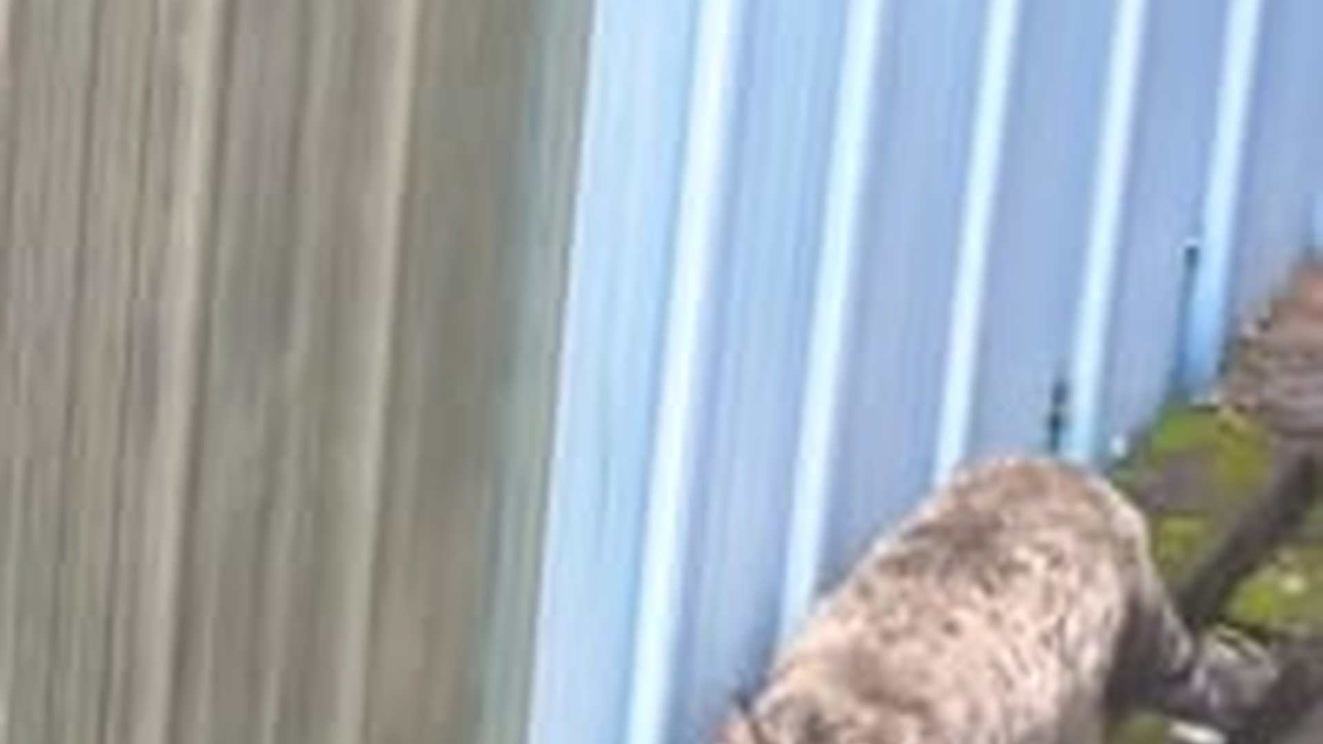 T1105026_Mom Risky Journey #cat #heartwarming #cute #animals #funny #animalrescue#mother